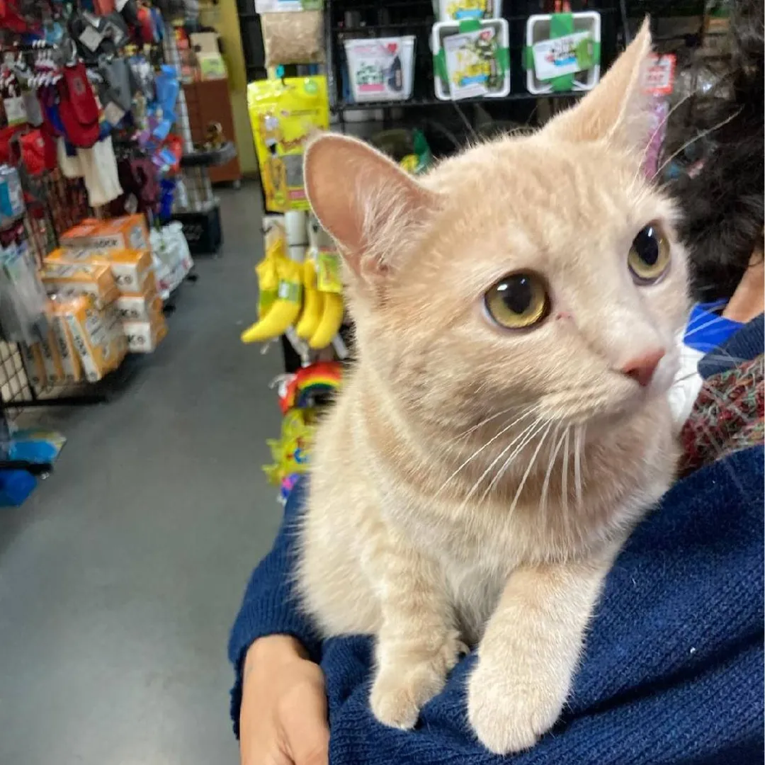 cute cat in owners arm